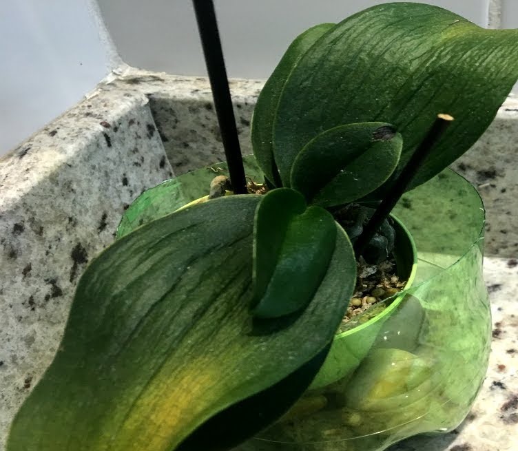 Saiba como você pode entender a sua orquídea - PlantaSonya - O seu blog  sobre cultivo de plantas e flores