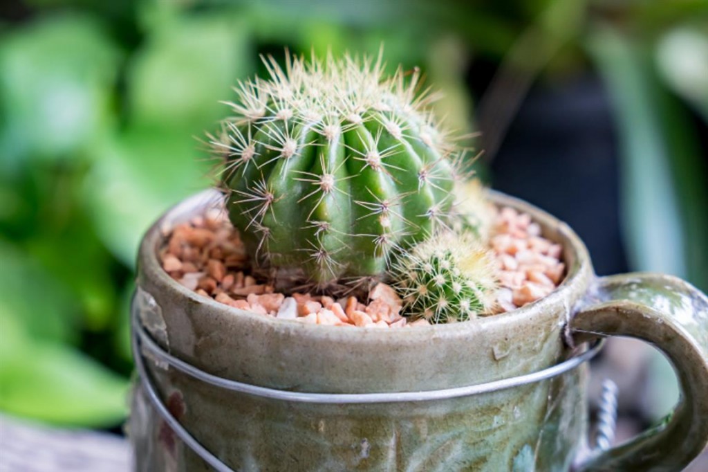 mini cacto 