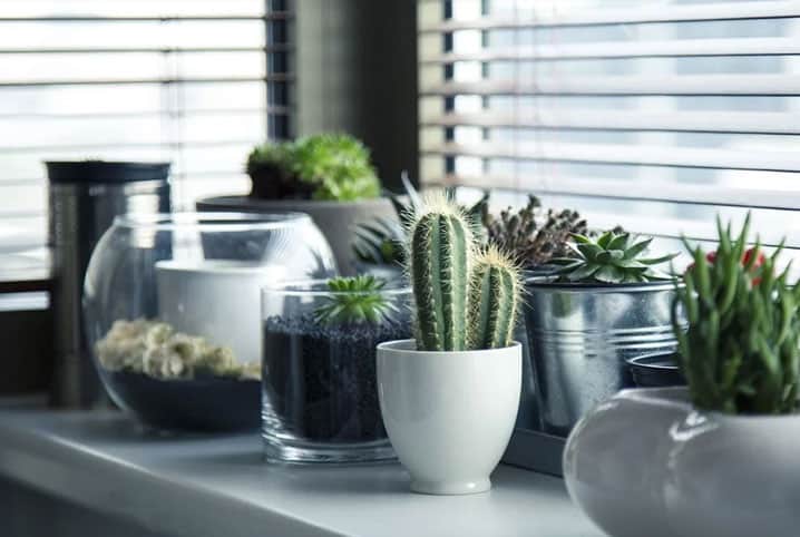 mini-cactos3