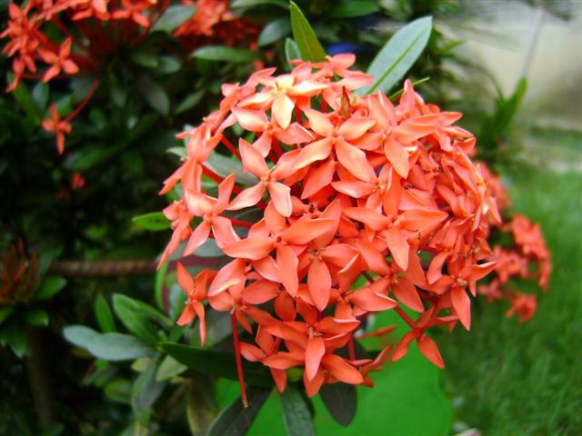 Mini-ixora – (Ixora coccínea “Compacta”) - PlantaSonya - O seu blog sobre  cultivo de plantas e flores