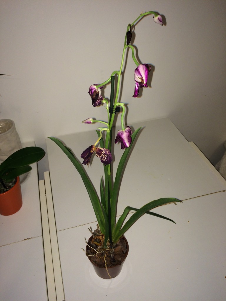 Procure entender bem a sua orquídea - PlantaSonya - O seu blog sobre  cultivo de plantas e flores