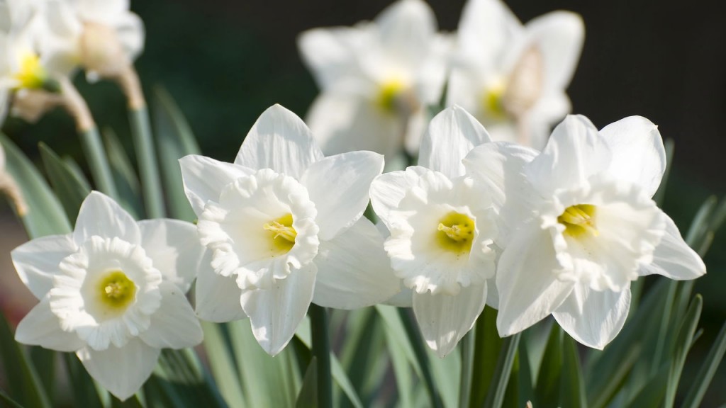 narciso_1