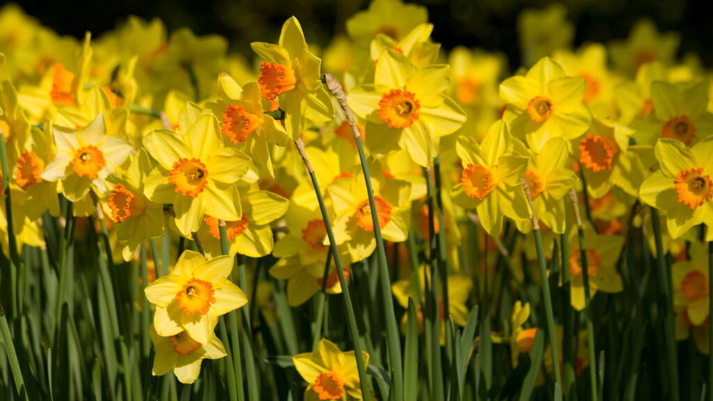 narcisos