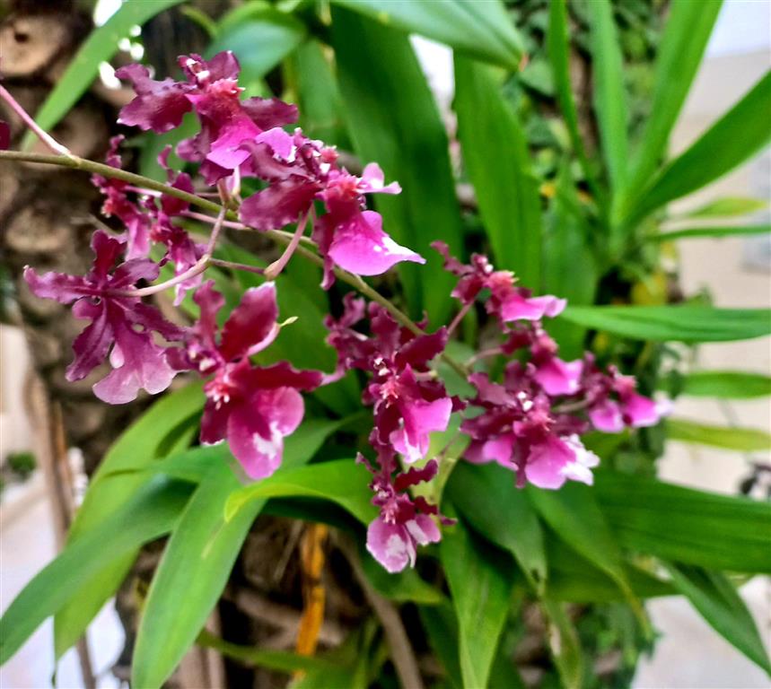 oncidium Sharry Baby