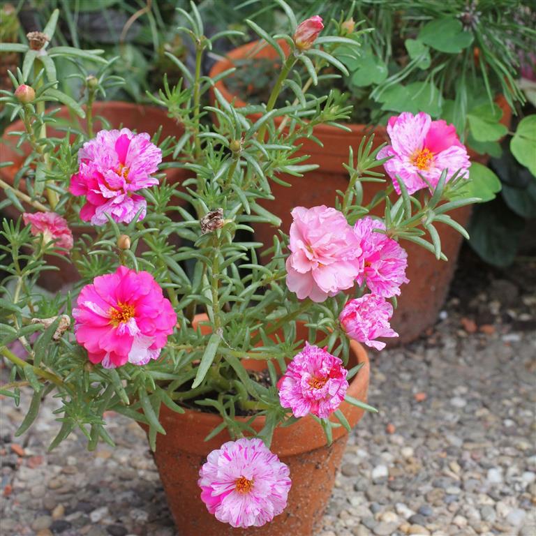 Características e cultivo da flor Onze-horas (Portulaca grandiflora) -  PlantaSonya - O seu blog sobre cultivo de plantas e flores