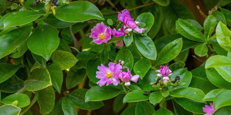 ora-pro-nobis ora-pro-nobis