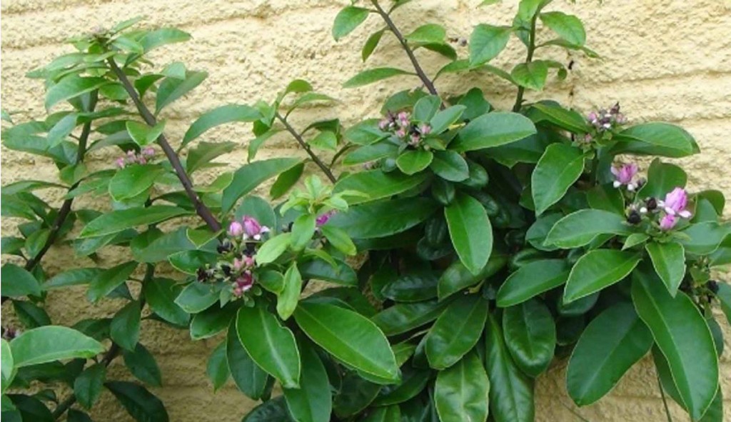 ora-pro-nobis3 ora-pro-nobis3