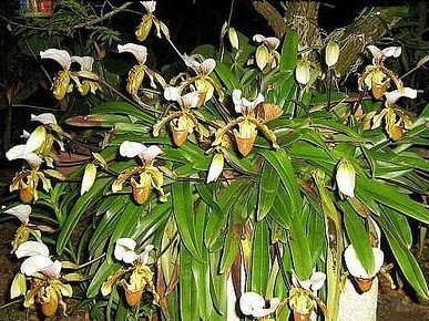 Características da orquídea Sapatinho (Paphiopedilum insigne) - PlantaSonya  - O seu blog sobre cultivo de plantas e flores