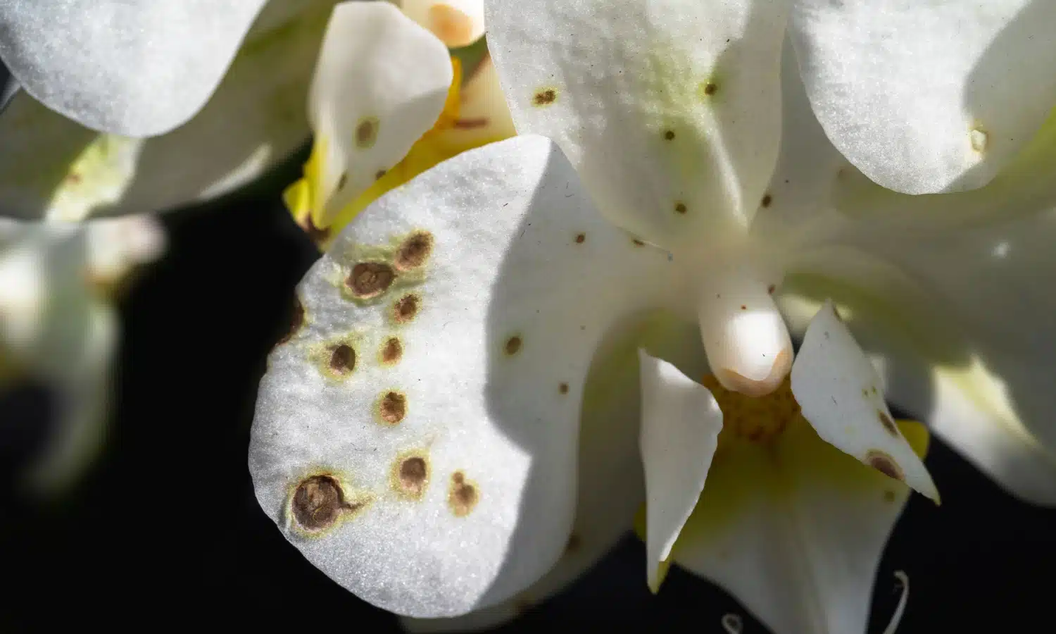 orquidea-manchapreta.jpeg