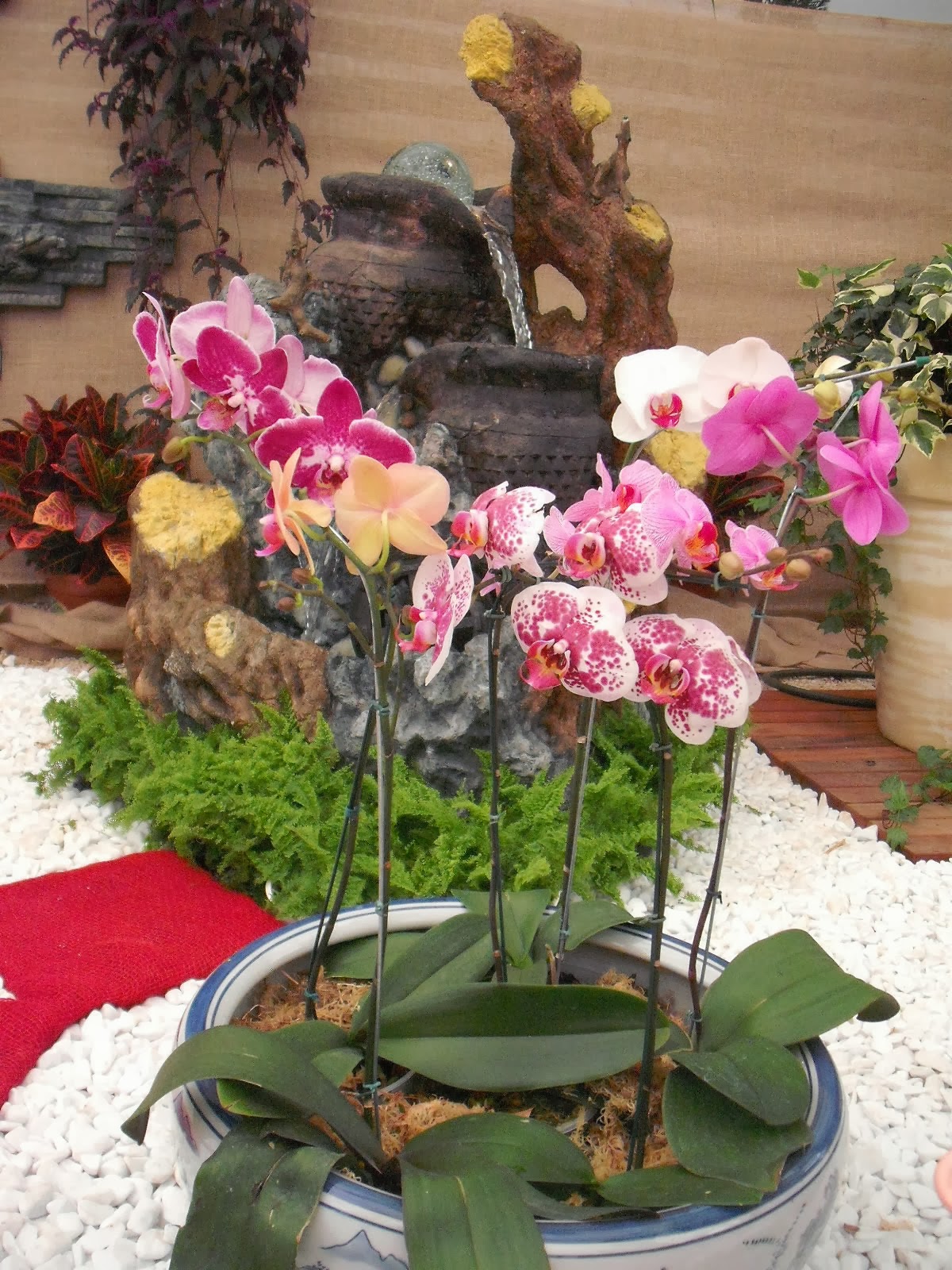 Qual o melhor vaso para cultivar orquídeas - PlantaSonya - O seu blog sobre  cultivo de plantas e flores