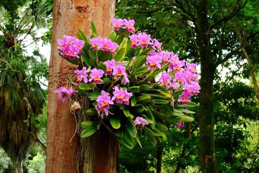 orquideas-tronco