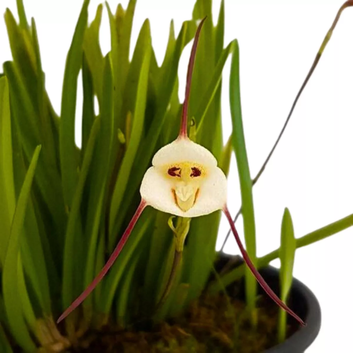 orquídea Cara-de-macaco