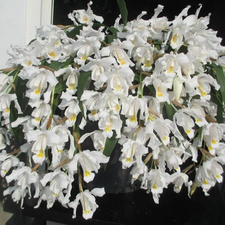 orquídea Himalaia
