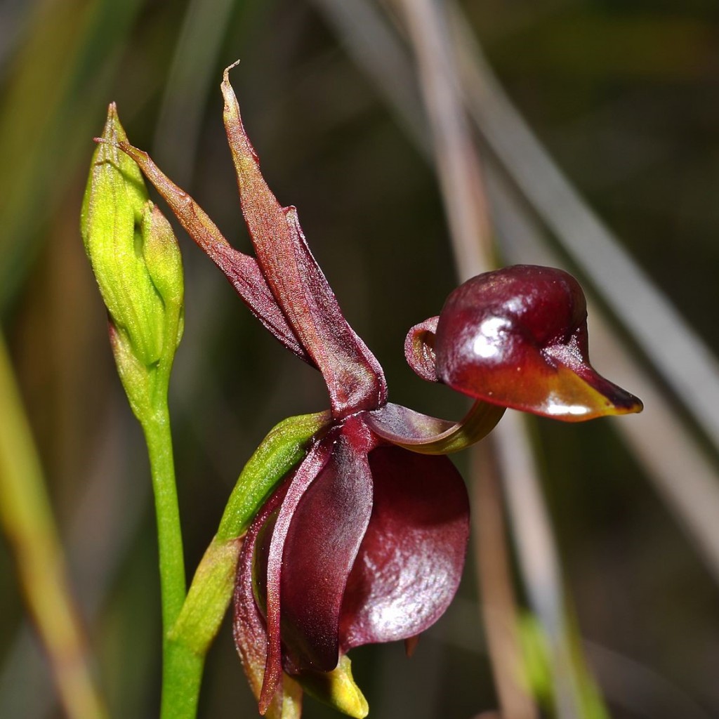orquídea pato