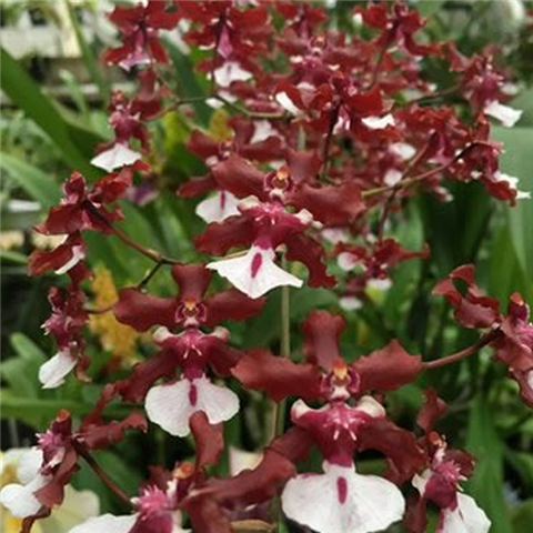 orquídeachocolate (Small)