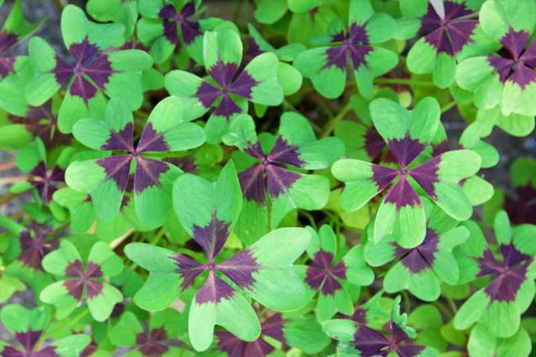 oxalis 2