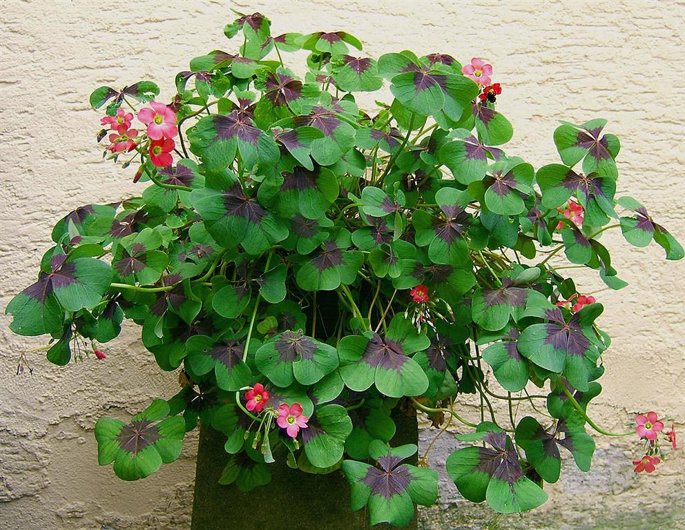 oxalis tetraphylla