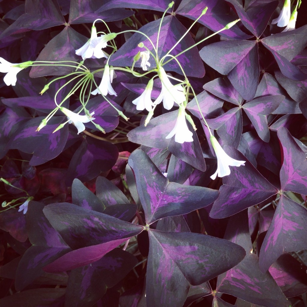 oxalis-triangularis