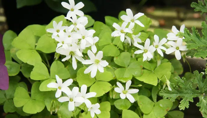 oxalis-triangularis