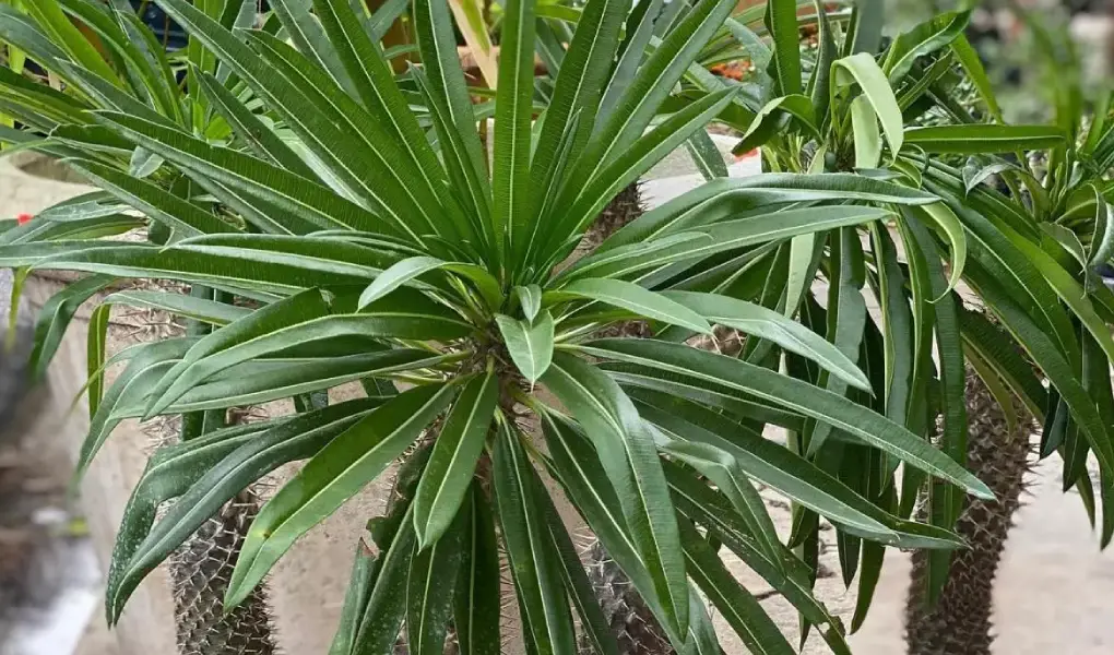 palmeira-de-Madagascar