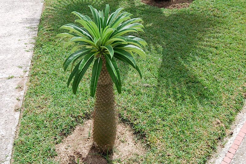 palmeira-de-madagascar