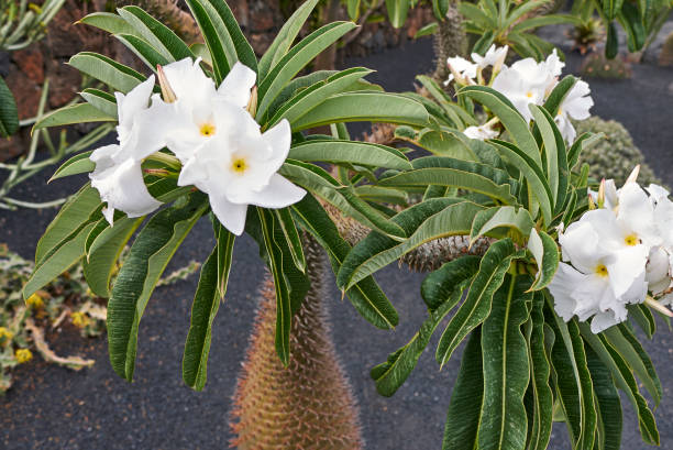 palmeira de madagascar