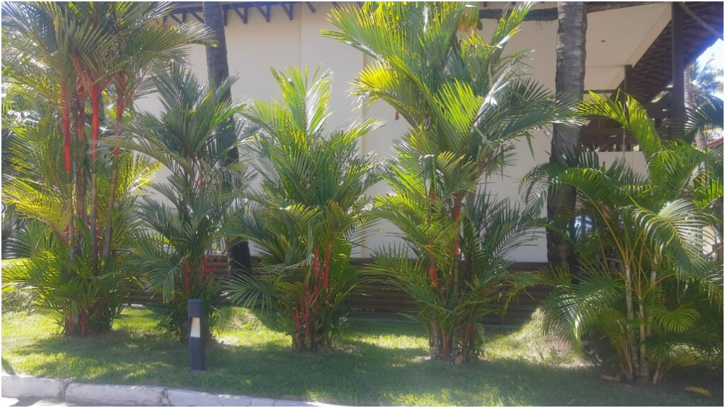 palmeira laca
