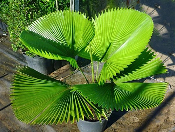 palmeiraleque