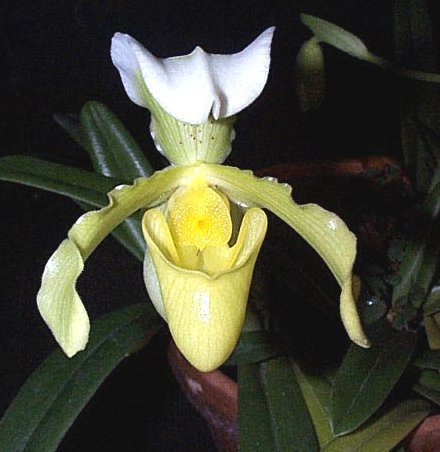 paphiopedilum