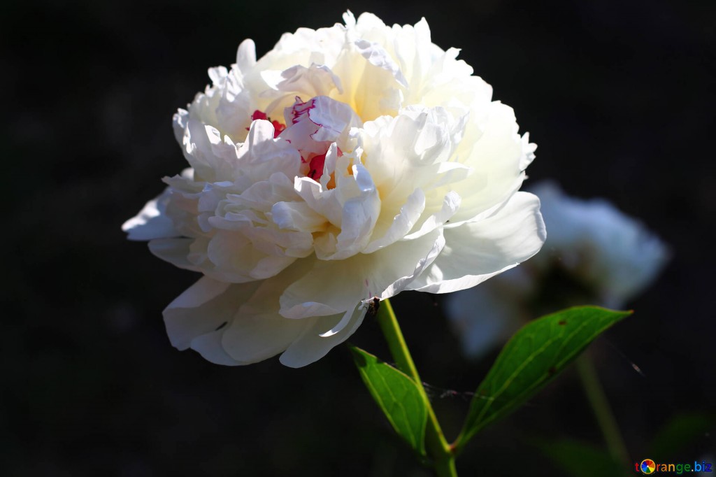peonia branca
