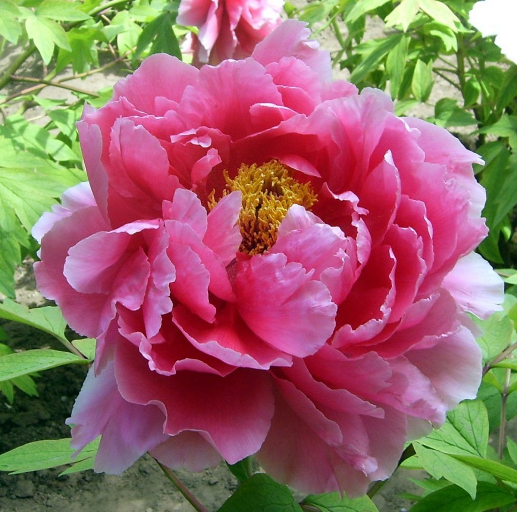 peonia-rosa