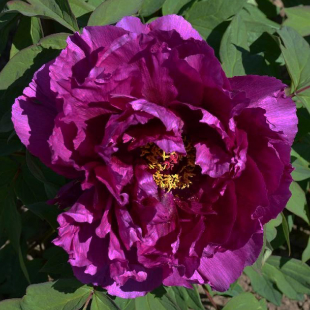 peonia