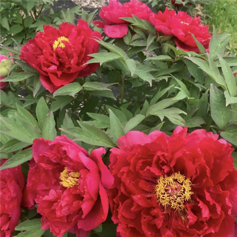 peonia6 