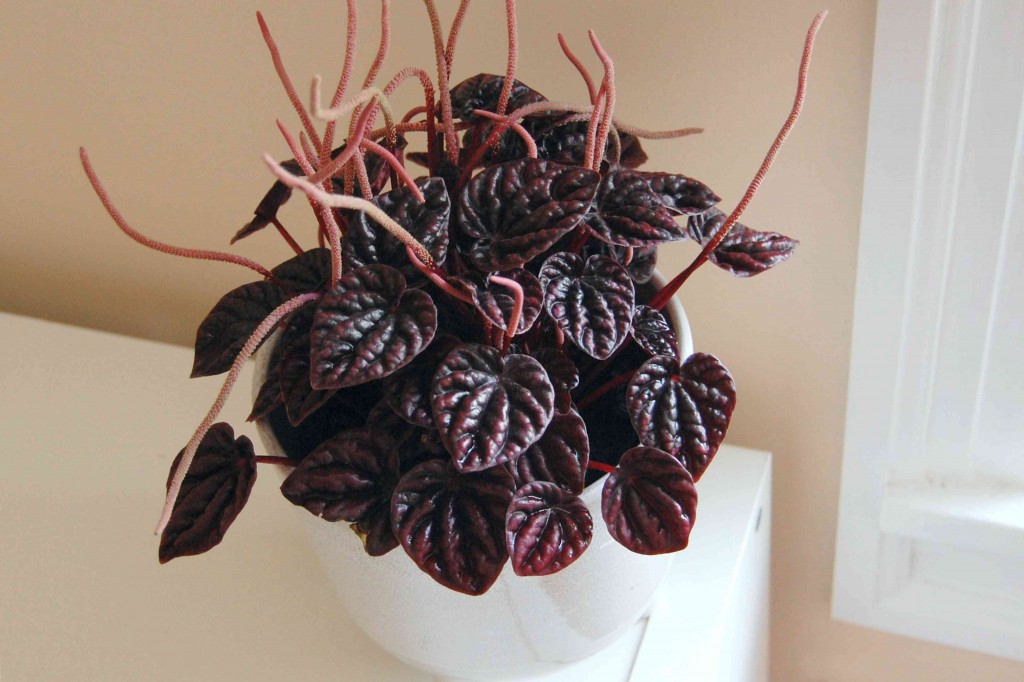 peperomia-caperata 