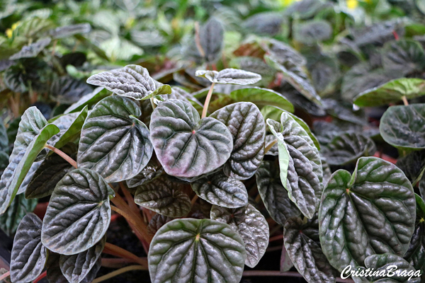 peperomia caperata 