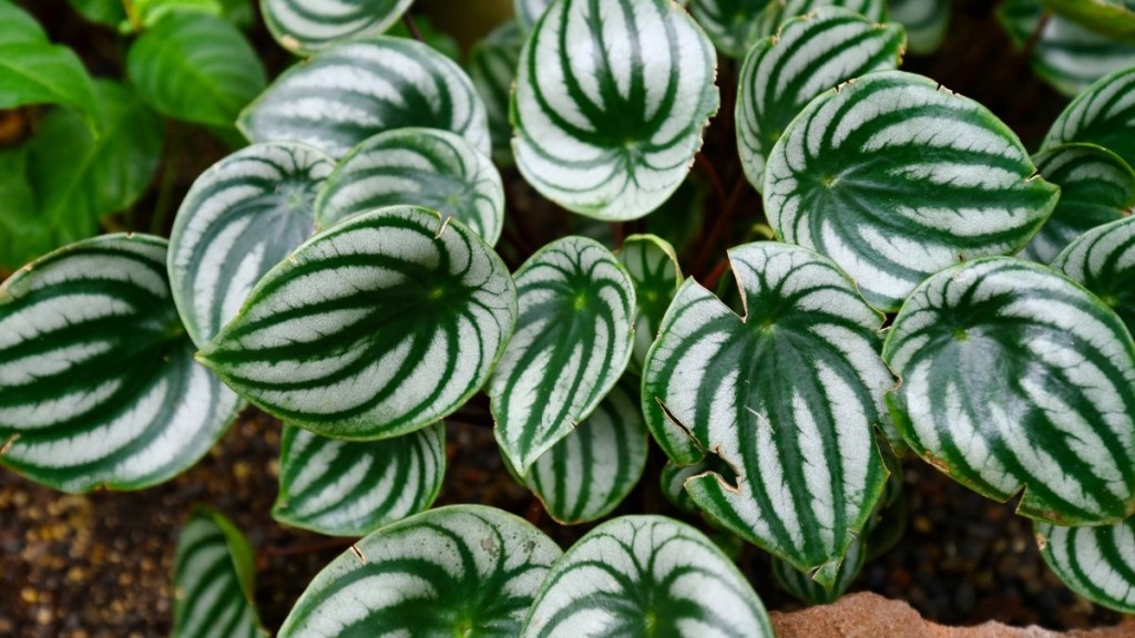 peperomia melancia