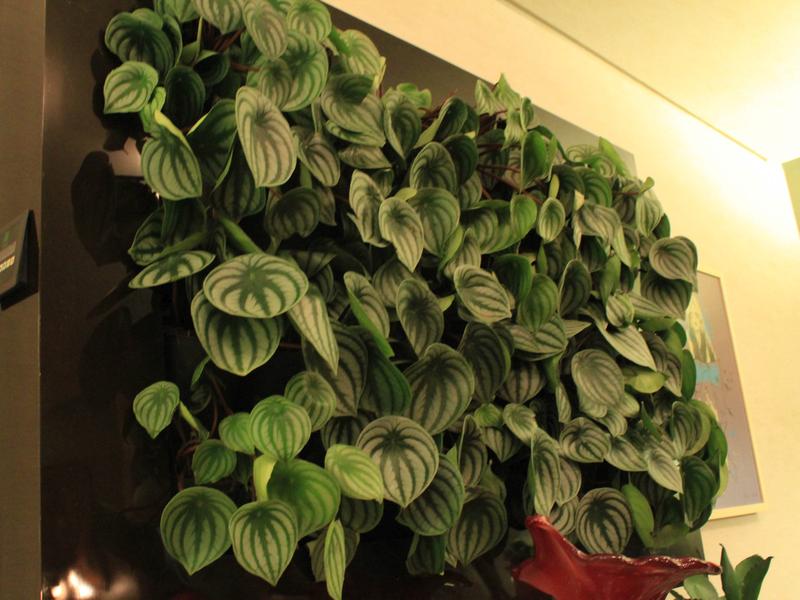 peperomia-melancia