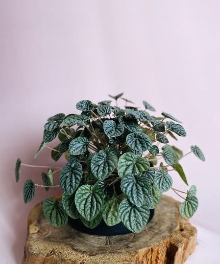 peperomia