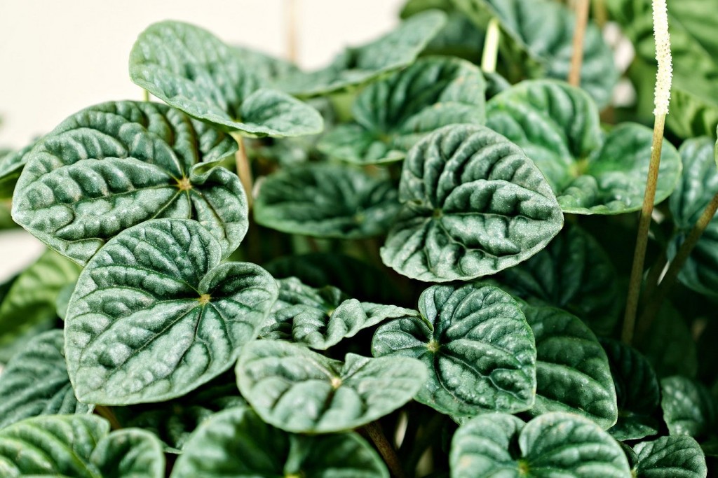 peperomia