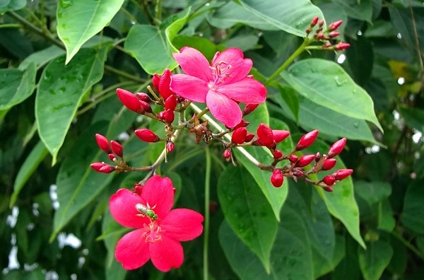 jatropha-integerrima