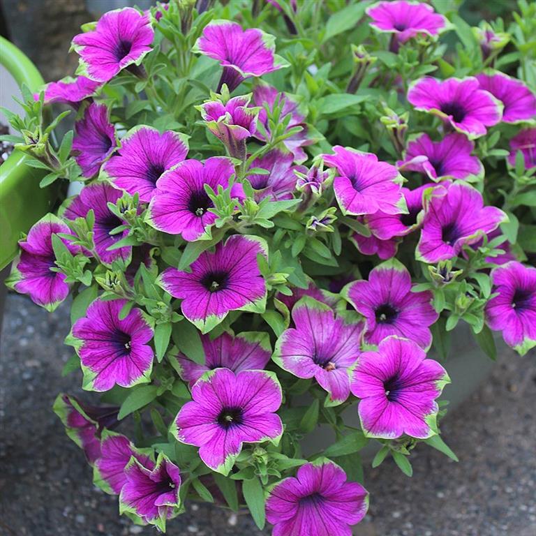 Saiba como plantar Petúnia – Dicas e cuidados - PlantaSonya - O seu blog  sobre cultivo de plantas e flores