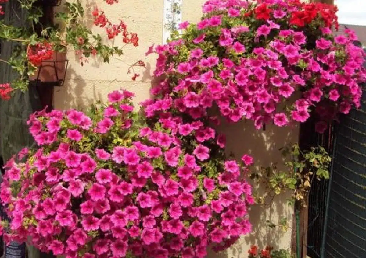 petunias-surfinias.jpg