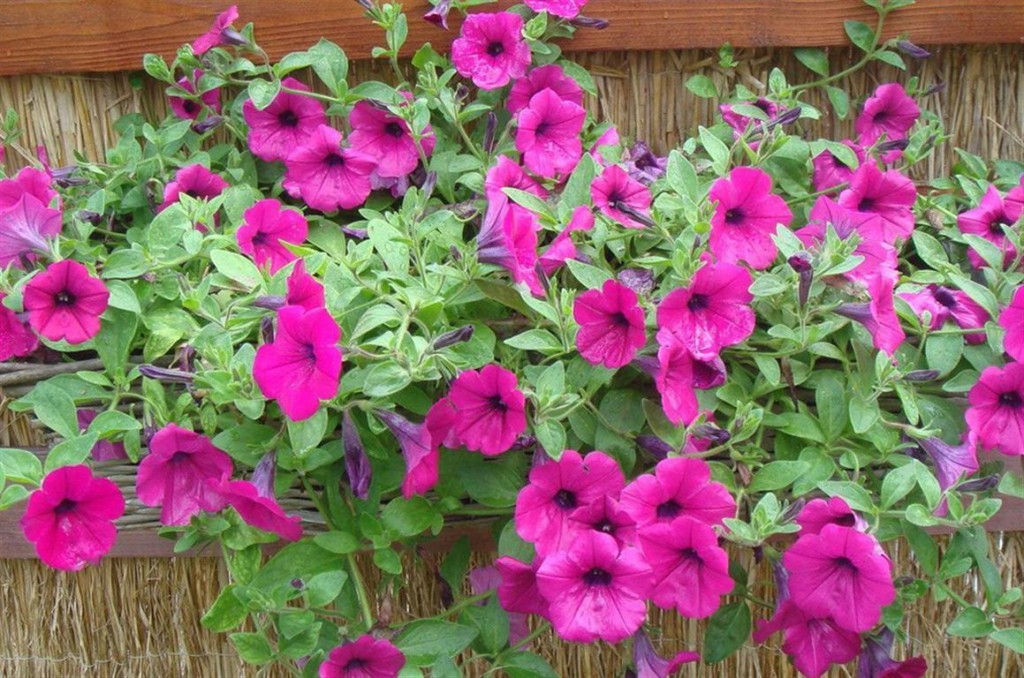 petúnias 