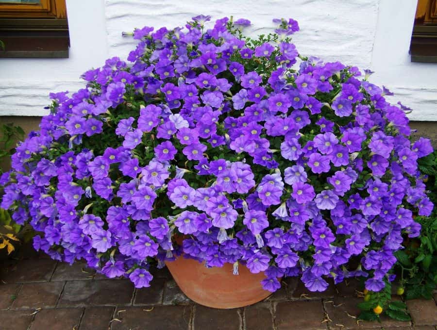petúnias