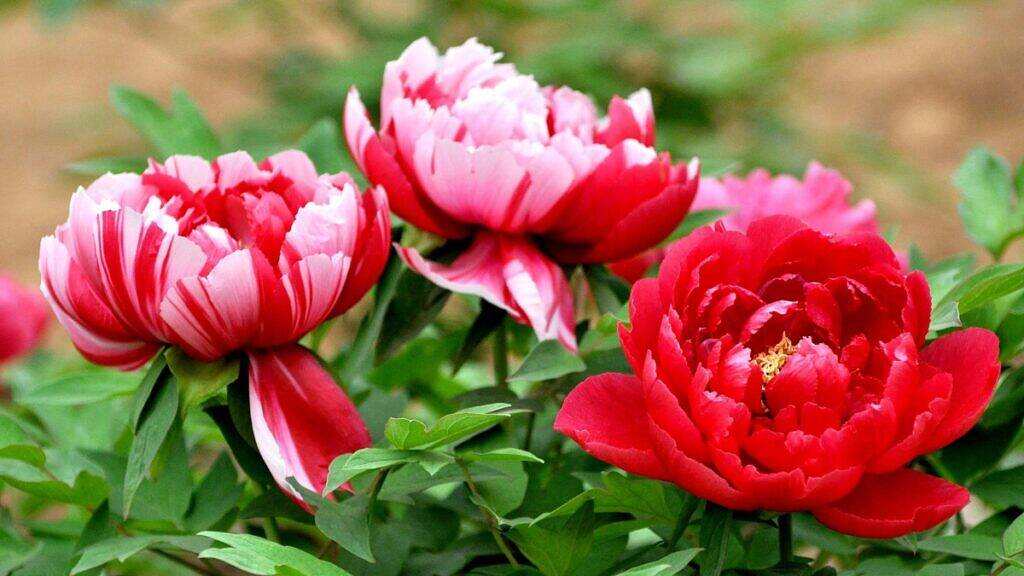 peônia 33