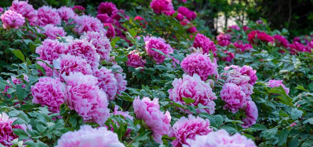 peônias