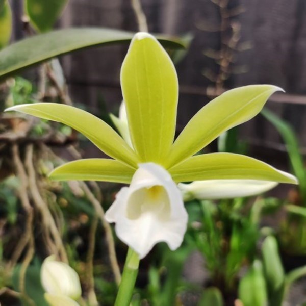 phaius-tankervileae-alba-3