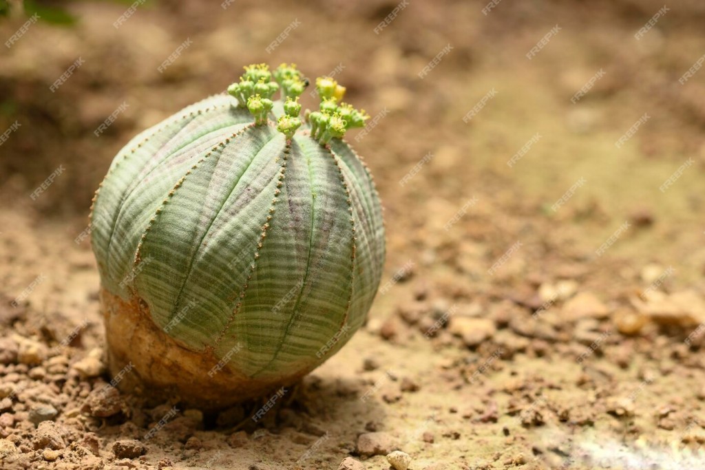 planta-beisebol