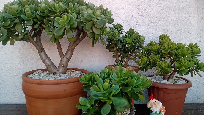 planta jade