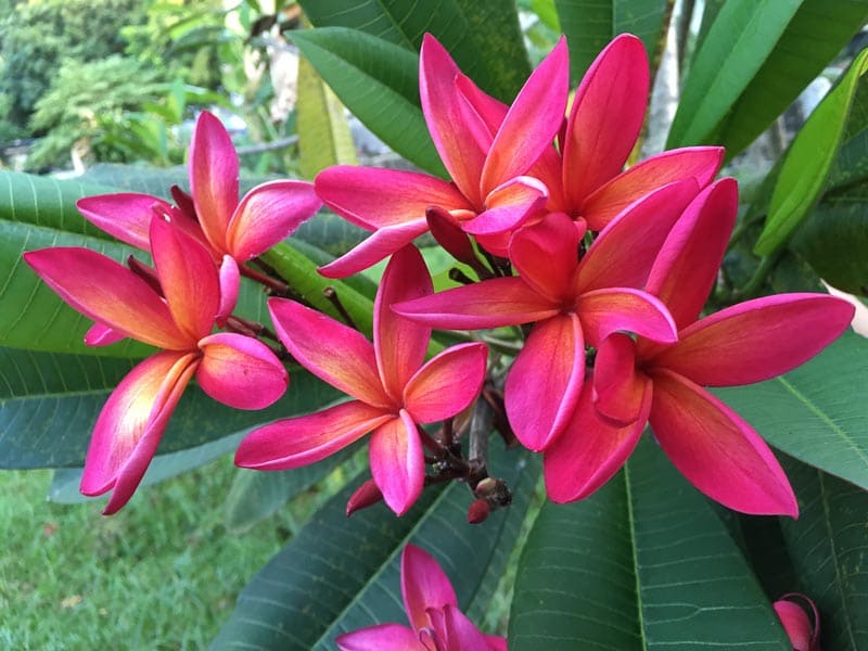 plumeria-rubra